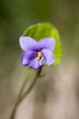 Wood violet