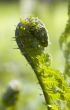 Green fern close up