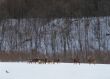 Deer in Snow Forest