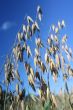 Oat Backgrounds