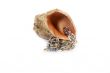 Jewelry, rings and cockleshell