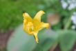 dewy lily