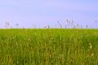 meadow