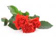 three beautiful roses on white