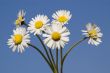 daisy bouquet on blue