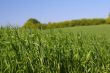 among rich green grass