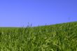among rich green grass