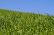 among rich green grass