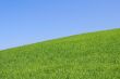 perfect meadow with clear sky