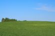 bright meadow