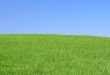perfect meadow with clear sky