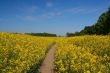 Canola field and clear sky