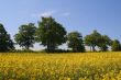 Canola field and clear sky
