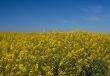 Canola field