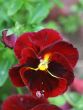 dew drop on pansy`s petal