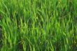 grass blades lit by summer sunlight