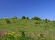 meadow on a hill