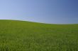 perfect meadow with clear sky