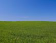 perfect meadow