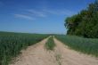 track in young wheat
