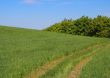 track in young wheat