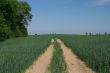 track in young wheat
