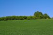 tree line on the edge of a perfect meadow