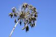 Dry Blossom