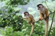 Two baby squirrelmonkey out on adventure