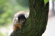 Curious squirrelmonkey
