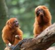 Golden Lion Tamarin