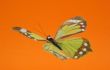 artificial butterfly in flight