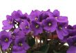 bunch of fresh violets on white
