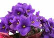 bunch of fresh violets on white