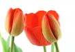 tulips on white