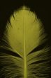 yellow feather on black