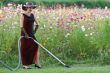 housekeeper in flower bed