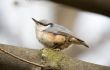 Nuthatch