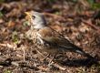 Fieldfare close-up