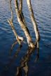 Birch in spring water