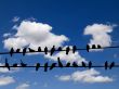 Birds on a wire