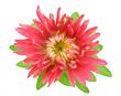 aster flower