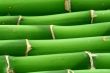 bamboo background #2
