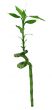 lucky bamboo