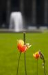 Tulip and fountain