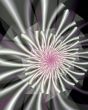 Shasta daisy