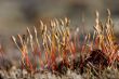 North moss