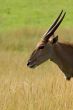 Eland - Taurotragus