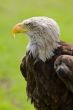 American bald eagle