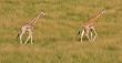 Two giraffes